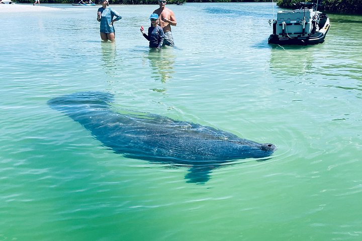 Geniet van een dolfijn- en lamantijn-avontuur per kajak of paddleboard in Fort Myers, foto 14 | wizardtrip