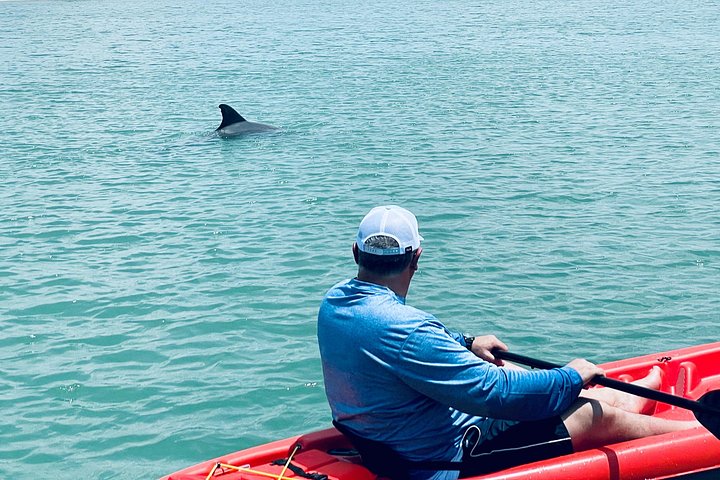 Geniet van een dolfijn- en lamantijn-avontuur per kajak of paddleboard in Fort Myers, foto 16 | wizardtrip