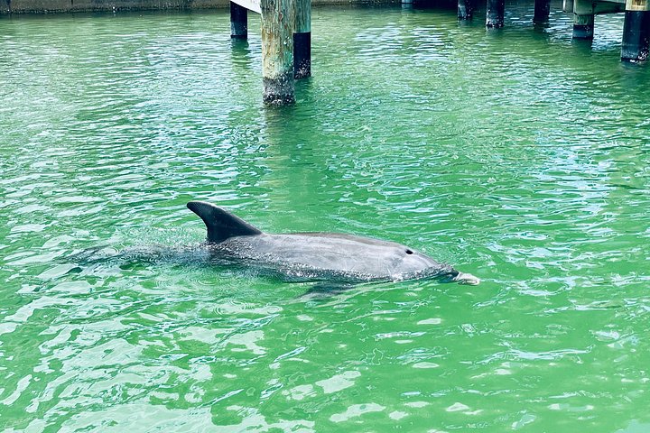 Geniet van een dolfijn- en lamantijn-avontuur per kajak of paddleboard in Fort Myers, foto 17 | wizardtrip
