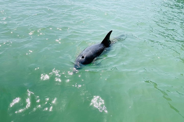 Geniet van een dolfijn- en lamantijn-avontuur per kajak of paddleboard in Fort Myers, foto 18 | wizardtrip