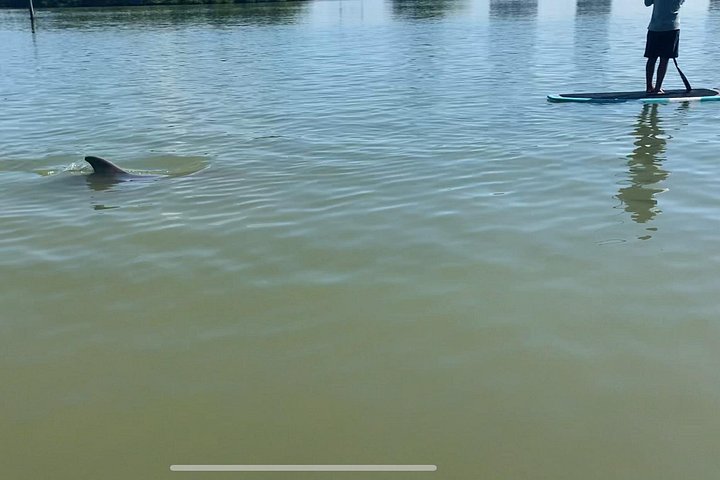 Geniet van een dolfijn- en lamantijn-avontuur per kajak of paddleboard in Fort Myers, foto 20 | wizardtrip