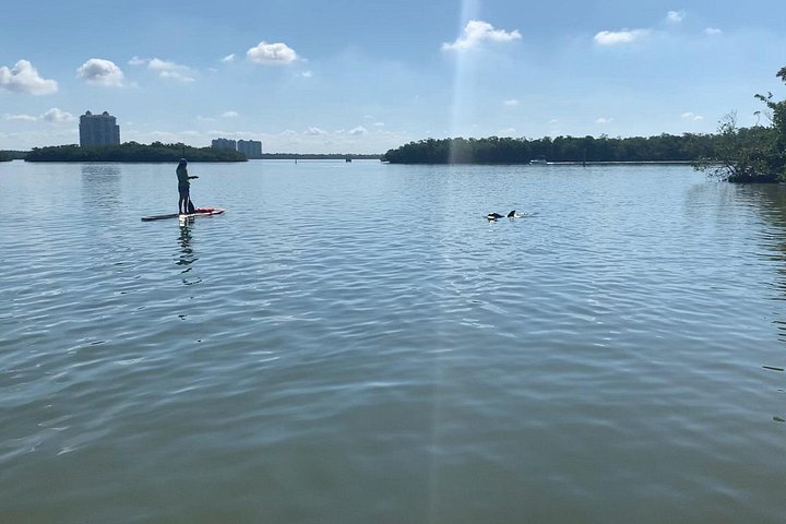 Geniet van een dolfijn- en lamantijn-avontuur per kajak of paddleboard in Fort Myers, foto 22 | wizardtrip