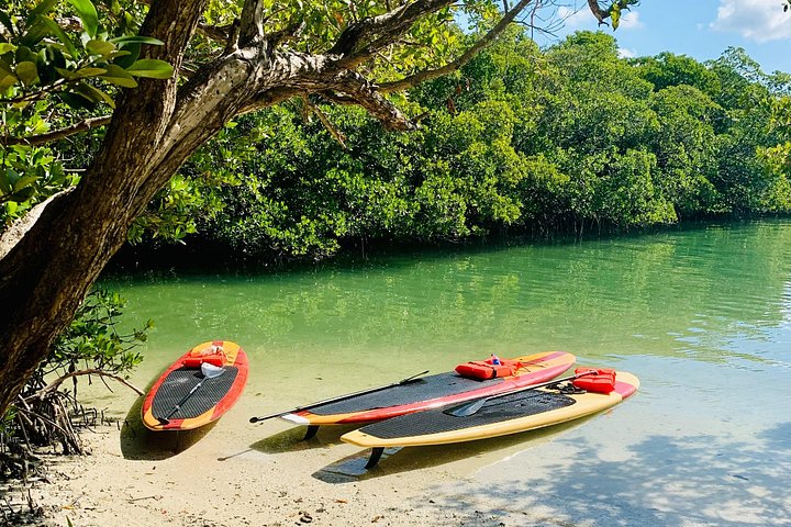 Geniet van een dolfijn- en lamantijn-avontuur per kajak of paddleboard in Fort Myers, foto 23 | wizardtrip