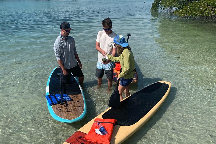 Geniet van een dolfijn- en lamantijn-avontuur per kajak of paddleboard in Fort Myers, foto 25 | wizardtrip