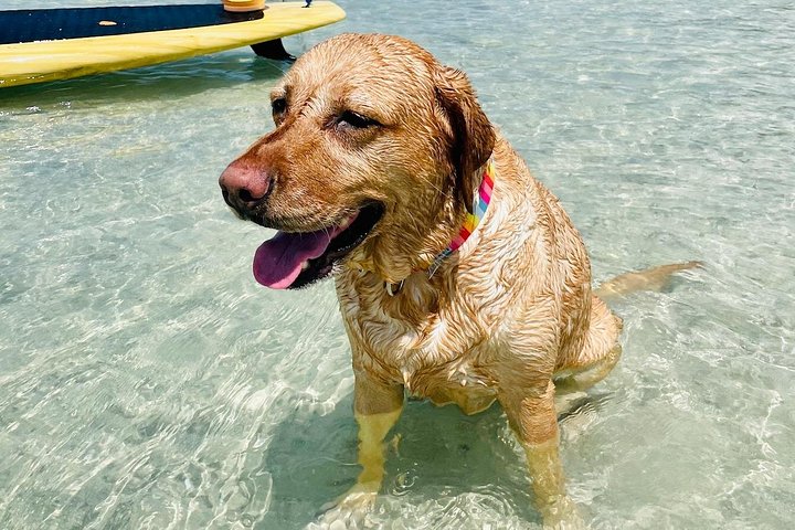 Geniet van een dolfijn- en lamantijn-avontuur per kajak of paddleboard in Fort Myers, foto 26 | wizardtrip