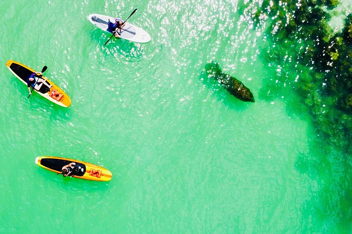 Geniet van een dolfijn- en lamantijn-avontuur per kajak of paddleboard in Fort Myers, foto 27 | wizardtrip