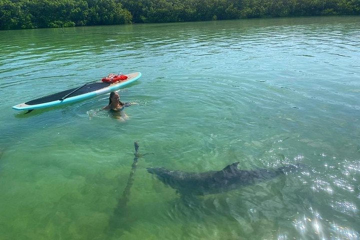 Geniet van een dolfijn- en lamantijn-avontuur per kajak of paddleboard in Fort Myers, foto 29 | wizardtrip