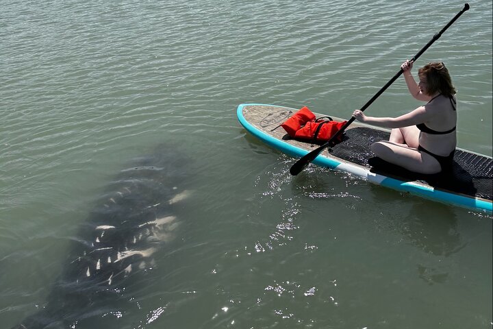 New Smyrna Dolphin and Manatee Kayak and SUP Adventure Tour | wizardtrip