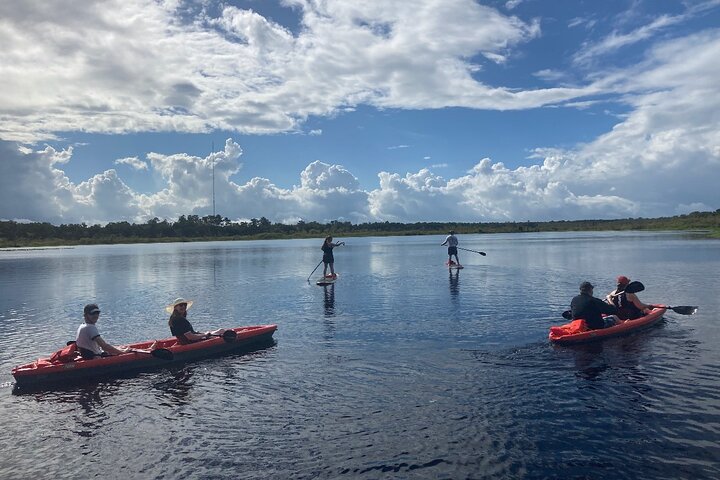 Kajak- och SUP-tur i New Smyrna för att se delfiner, manater och lokalt djurliv, foto 7 | wizardtrip