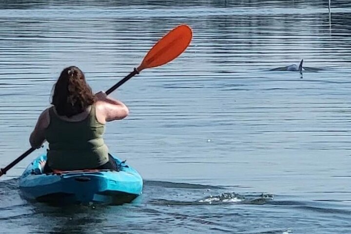 Kajak- och SUP-tur i New Smyrna för att se delfiner, manater och lokalt djurliv, foto 19 | wizardtrip