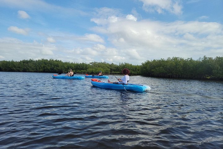 Kajak- och SUP-tur i New Smyrna för att se delfiner, manater och lokalt djurliv, foto 31 | wizardtrip