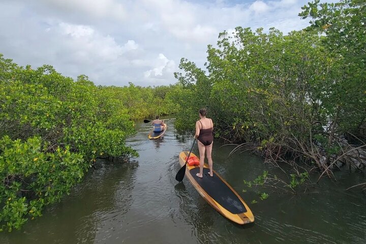 Kajak- och SUP-tur i New Smyrna för att se delfiner, manater och lokalt djurliv, foto 33 | wizardtrip