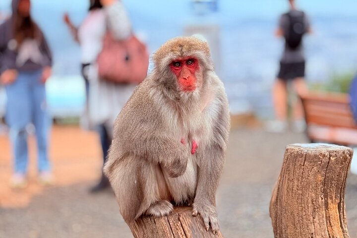 Arashiyama wandeltocht in Kyoto met het bamboebos, de Tenryu-ji tempeltuin, de Togetsukyo-brug en het apenpark, foto 12 | wizardtrip