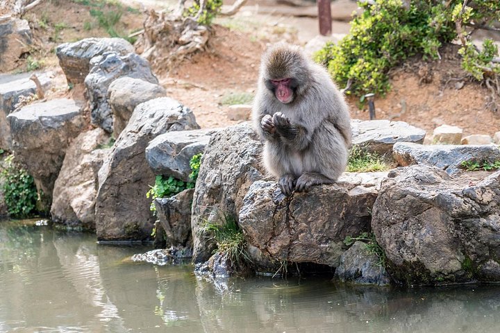 Arashiyama wandeltocht in Kyoto met het bamboebos, de Tenryu-ji tempeltuin, de Togetsukyo-brug en het apenpark, foto 16 | wizardtrip