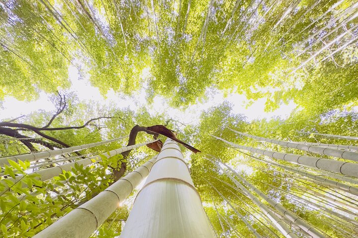 Arashiyama wandeltocht in Kyoto met het bamboebos, de Tenryu-ji tempeltuin, de Togetsukyo-brug en het apenpark, foto 17 | wizardtrip