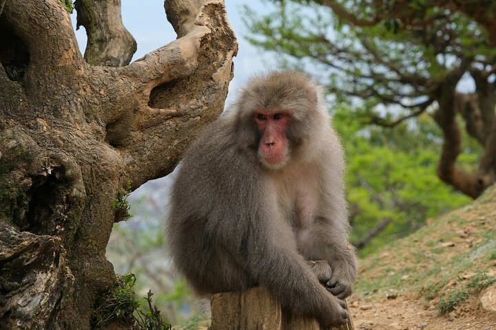 Arashiyama wandeltocht in Kyoto met het bamboebos, de Tenryu-ji tempeltuin, de Togetsukyo-brug en het apenpark, foto 19 | wizardtrip