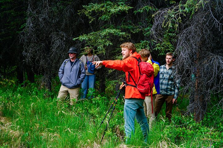 Denali Park Natuurwandeling (3 uur) met deskundige natuurgids | wizardtrip