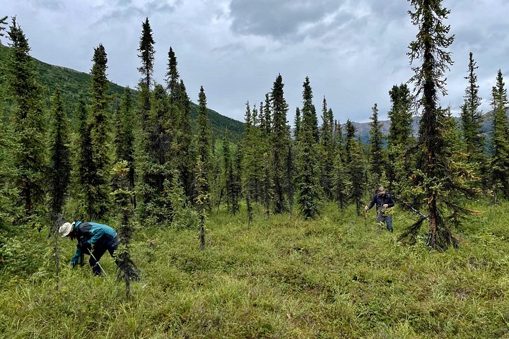 Guidet naturopplevelse i Denali nasjonalpark, Alaska, med fokus på flora, fauna og geologi, foto 6 | wizardtrip