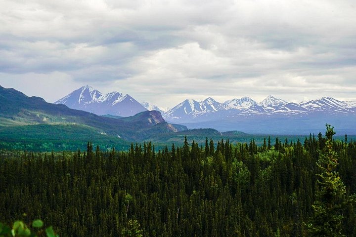 Guidet naturopplevelse i Denali nasjonalpark, Alaska, med fokus på flora, fauna og geologi, foto 7 | wizardtrip
