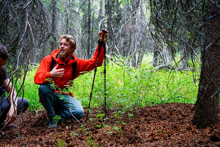 Guidet naturopplevelse i Denali nasjonalpark, Alaska, med fokus på flora, fauna og geologi, foto 9 | wizardtrip