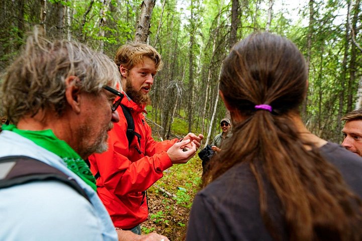 Guidet naturopplevelse i Denali nasjonalpark, Alaska, med fokus på flora, fauna og geologi, foto 10 | wizardtrip