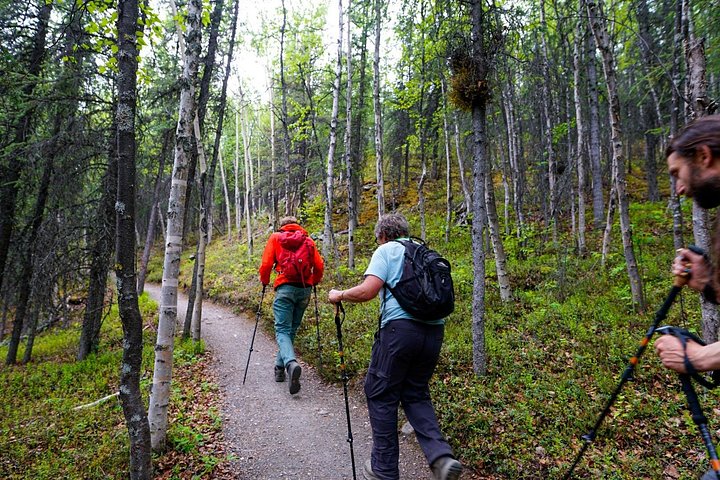 Guidet naturopplevelse i Denali nasjonalpark, Alaska, med fokus på flora, fauna og geologi, foto 11 | wizardtrip
