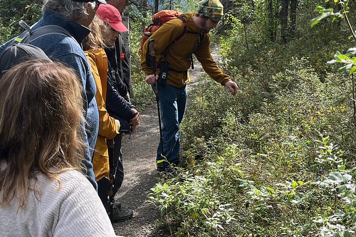 Guidet naturopplevelse i Denali nasjonalpark, Alaska, med fokus på flora, fauna og geologi, foto 12 | wizardtrip