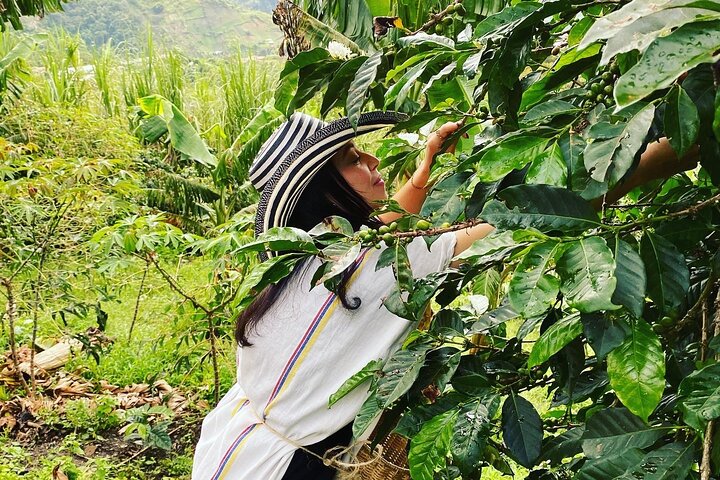 Visite de ferme de café à Medellín avec dégustations et transport | wizardtrip
