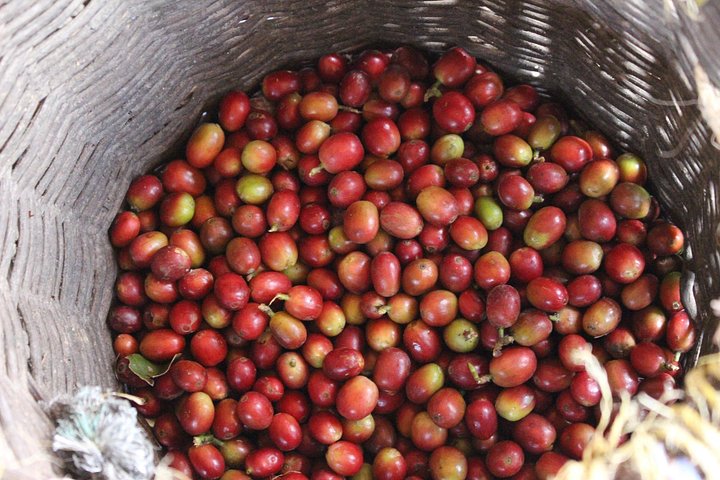 Experimenta un auténtico tour de finca de café colombiana cerca de Medellín, incluyendo cosecha, procesamiento y degustación, foto 12 | wizardtrip