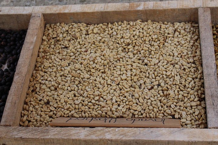 Experimenta un auténtico tour de finca de café colombiana cerca de Medellín, incluyendo cosecha, procesamiento y degustación, foto 13 | wizardtrip