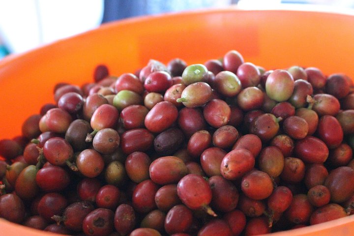 Experimenta un auténtico tour de finca de café colombiana cerca de Medellín, incluyendo cosecha, procesamiento y degustación, foto 14 | wizardtrip