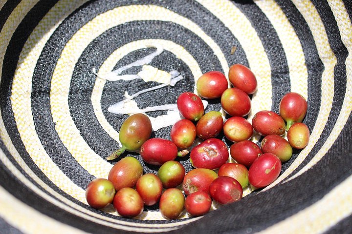 Experimenta un auténtico tour de finca de café colombiana cerca de Medellín, incluyendo cosecha, procesamiento y degustación, foto 21 | wizardtrip