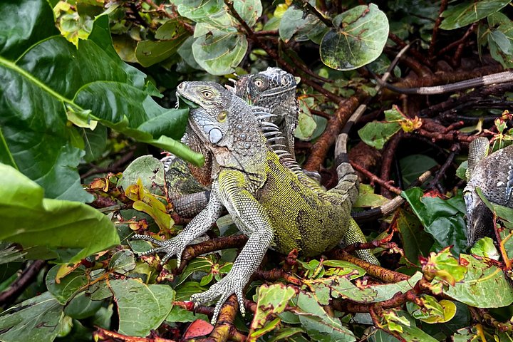 Guidet ATV- og UTV-tur på St. Maarten, inkludert Moses Walk, foto 5 | wizardtrip