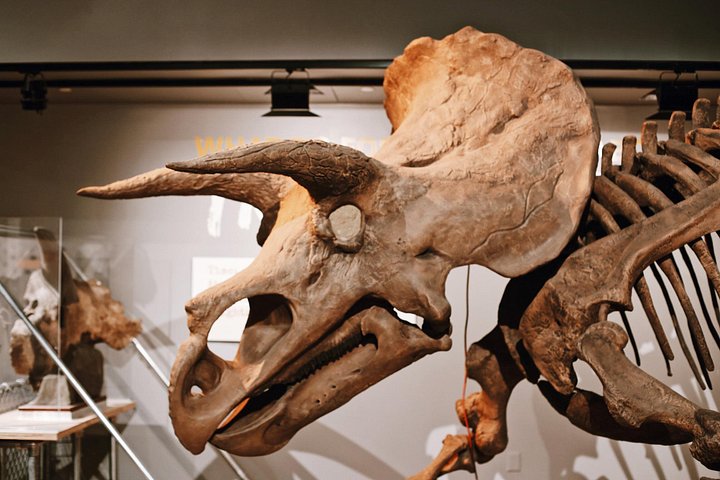 Exclusieve rondleiding door het Smithsonian National Museum of Natural History in Washington D.C., met edelstenen, zoogdieren en mummies, foto 6 | wizardtrip