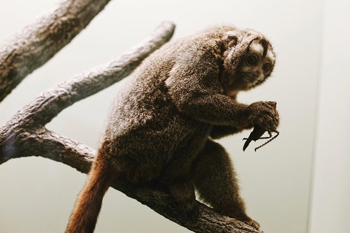 Exclusieve rondleiding door het Smithsonian National Museum of Natural History in Washington D.C., met edelstenen, zoogdieren en mummies, foto 8 | wizardtrip