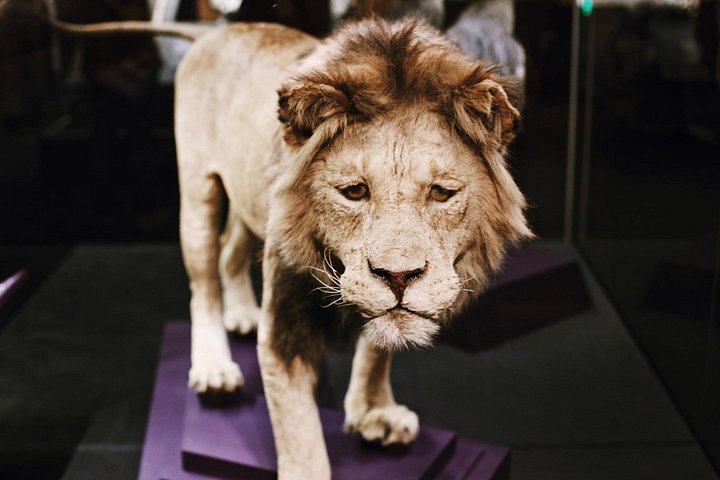 Exclusieve rondleiding door het Smithsonian National Museum of Natural History in Washington D.C., met edelstenen, zoogdieren en mummies, foto 9 | wizardtrip
