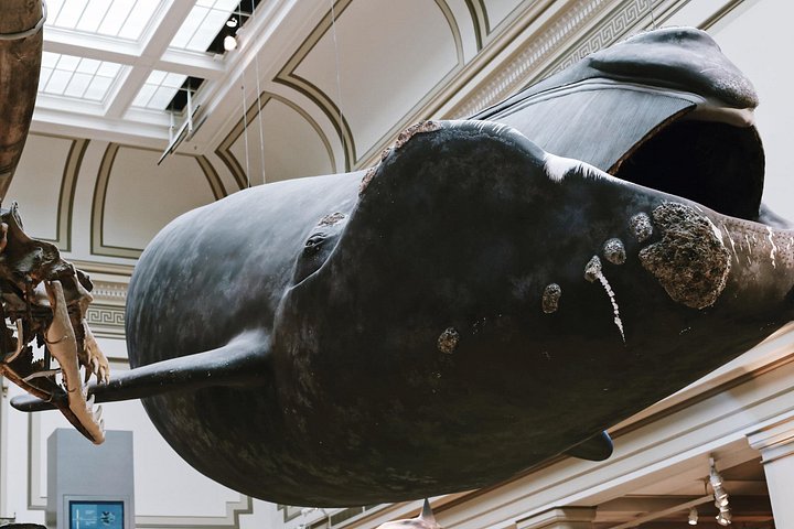 Exclusieve rondleiding door het Smithsonian National Museum of Natural History in Washington D.C., met edelstenen, zoogdieren en mummies, foto 11 | wizardtrip