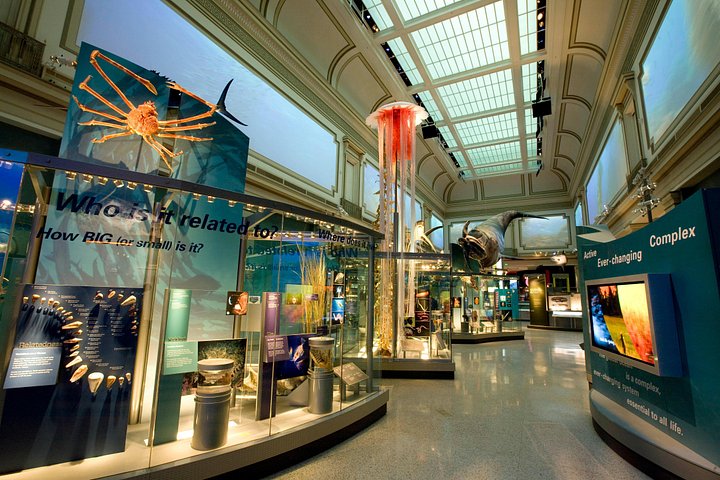 Exclusieve rondleiding door het Smithsonian National Museum of Natural History in Washington D.C., met edelstenen, zoogdieren en mummies, foto 13 | wizardtrip