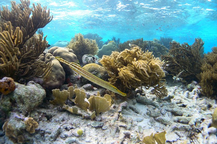 Schnorchel- und Sightseeing-Bootstour auf einem Holzschoner in Bonaire, Foto 5 | wizardtrip
