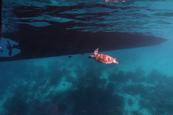 Schnorchel- und Sightseeing-Bootstour auf einem Holzschoner in Bonaire, Foto 8 | wizardtrip