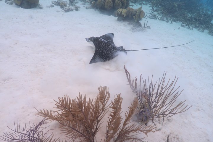 Schnorchel- und Sightseeing-Bootstour auf einem Holzschoner in Bonaire, Foto 10 | wizardtrip