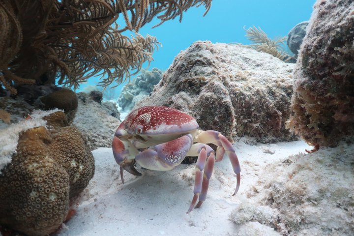Schnorchel- und Sightseeing-Bootstour auf einem Holzschoner in Bonaire, Foto 12 | wizardtrip
