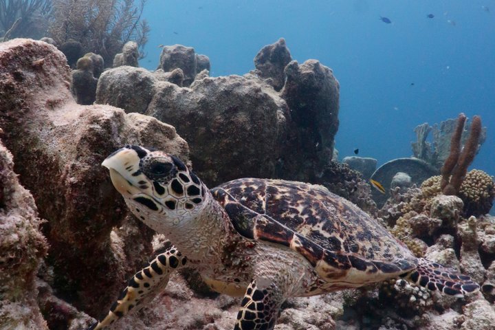 Schnorchel- und Sightseeing-Bootstour auf einem Holzschoner in Bonaire, Foto 13 | wizardtrip