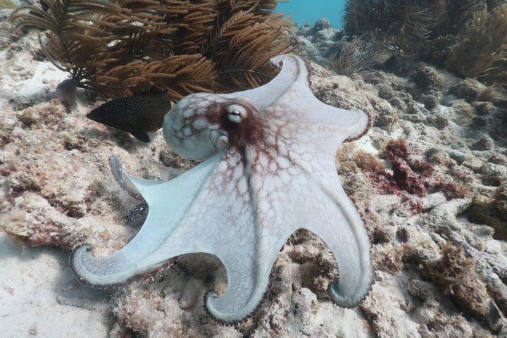 Schnorchel- und Sightseeing-Bootstour auf einem Holzschoner in Bonaire, Foto 14 | wizardtrip