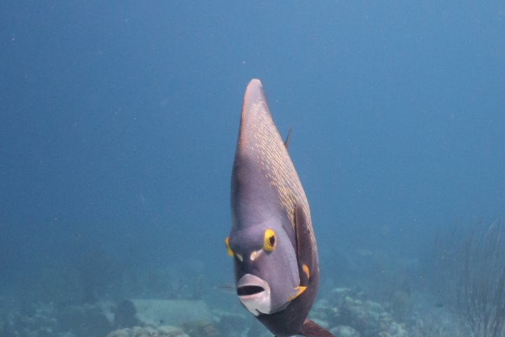 Schnorchel- und Sightseeing-Bootstour auf einem Holzschoner in Bonaire, Foto 20 | wizardtrip