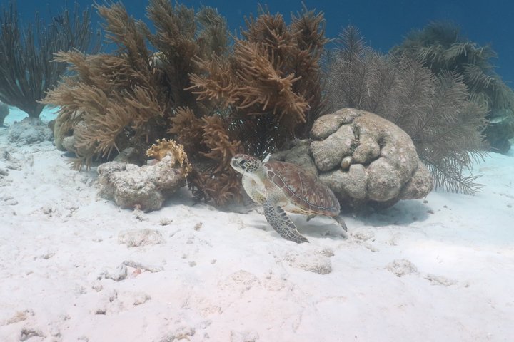 Schnorchel- und Sightseeing-Bootstour auf einem Holzschoner in Bonaire, Foto 21 | wizardtrip