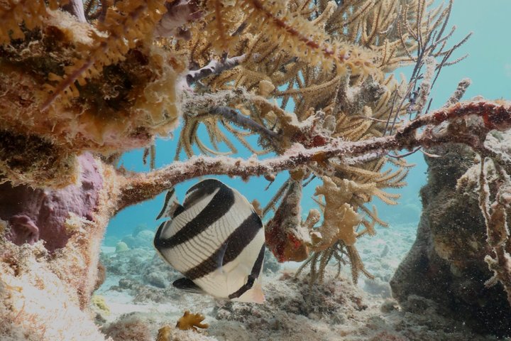 Schnorchel- und Sightseeing-Bootstour auf einem Holzschoner in Bonaire, Foto 23 | wizardtrip