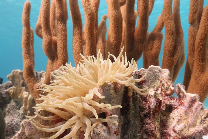 Schnorchel- und Sightseeing-Bootstour auf einem Holzschoner in Bonaire, Foto 28 | wizardtrip