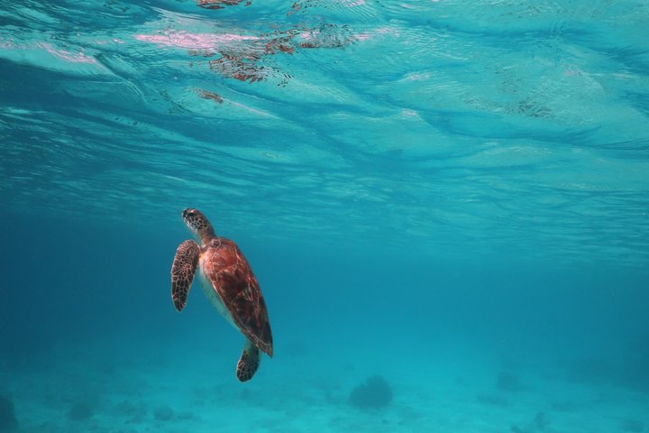 Schnorchel- und Sightseeing-Bootstour auf einem Holzschoner in Bonaire, Foto 29 | wizardtrip