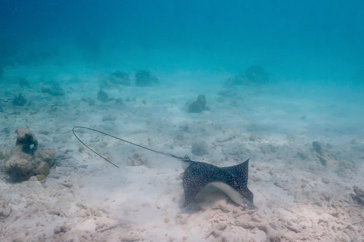 Schnorchel- und Sightseeing-Bootstour auf einem Holzschoner in Bonaire, Foto 31 | wizardtrip